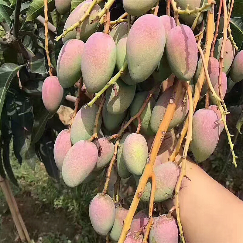 ����â 8������