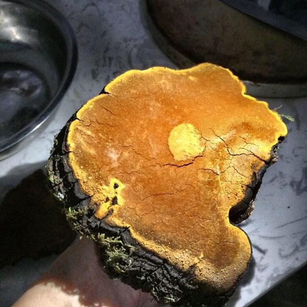ɣ��